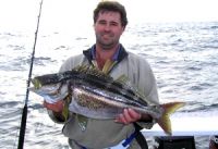 Striped Trumpeter
