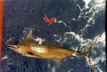 Caught with a B-2 Squid