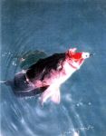 B-2 Squid Jig Head