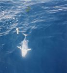 Bonita with B-2 Squid