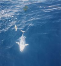Bonita with B-2 Squid