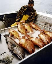 John Parker - Lingcod & Yellow- Eye Rockfish