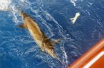 Caught with a B-2 Squid