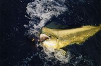 Caught with a B-2 Squid